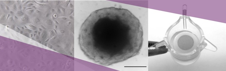 Anti-aging Biological models: Keratinocytes NHEK in culture, epidermal spheroid, skin explant Nativeskin