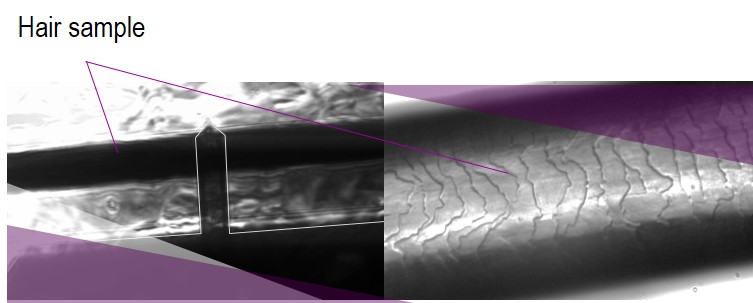 Hair care test - Hair observed with AFM Atomic Force Microscopy and in Macrofluorescence