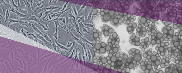 Biological models adipocytes for slimming and firming tests: Primary human pre-adipocytes, adipocytes