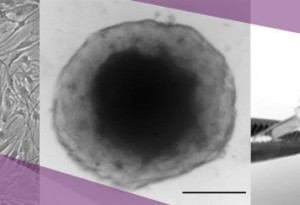 Biological models for pigmentation test: Melanocytes NHEM in culture, epidermal spheroid, skin explant Nativeskin