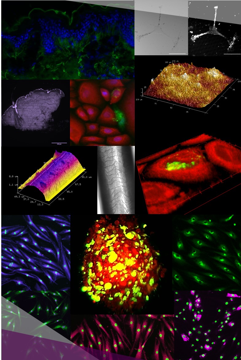 Immunofluorescence skin explant and dermal fibrosblasts, melanin autofluorescence, melanin transfer, hair surface analysis AFM