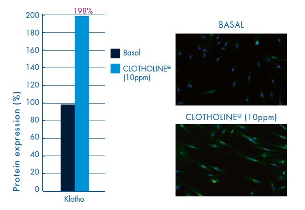 Klotho activation dermal fibroblast by Clotholine -