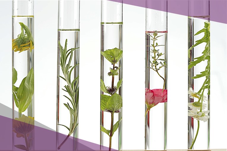 Vegetal extraction Vegetal extraction