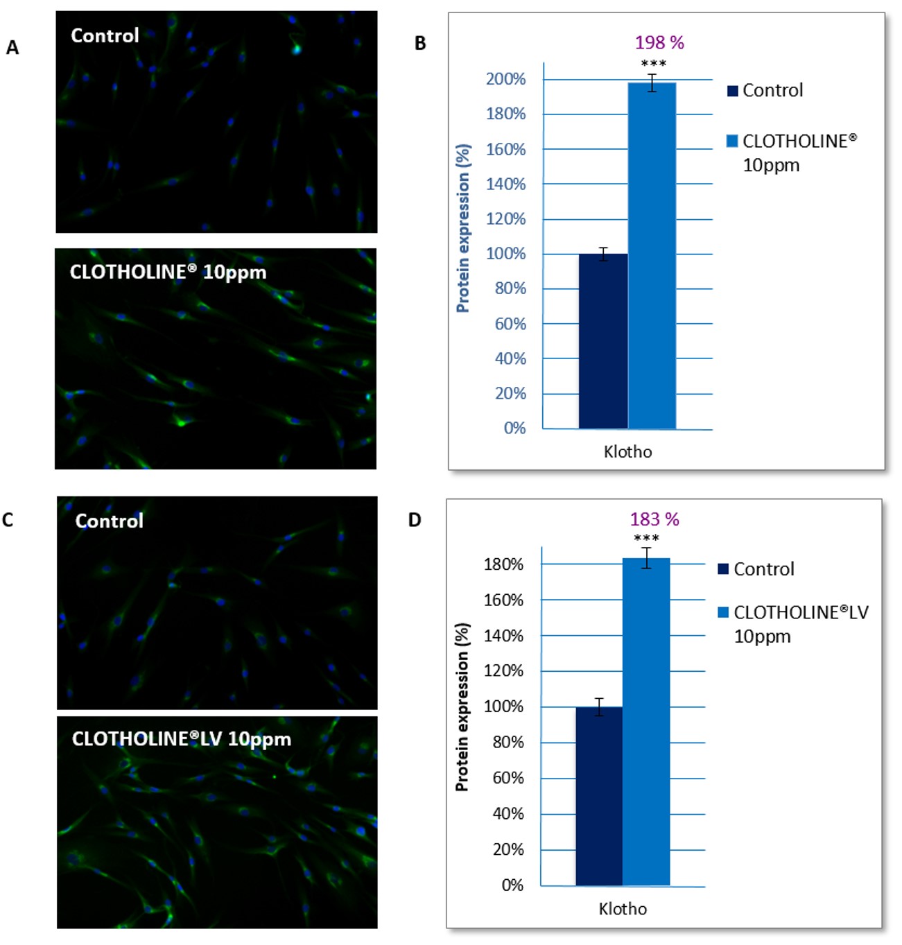 Clotholine vs Clotholine LV natural cosmetic ingredient comparison on the expression of Klotho protein measured by automated microscopy arrayscan cellomics