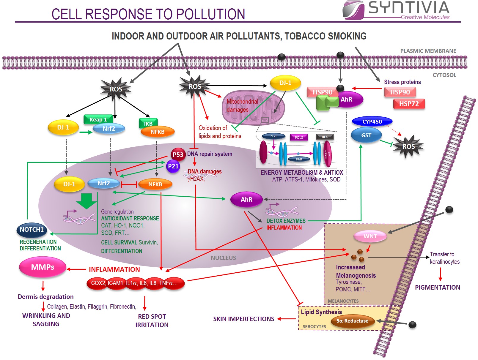 metabolic pathaways in cells against pollution