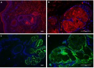 Immunofluorescence analysisi of sebaceous gland