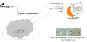 Skin barrier and cigarette smoke