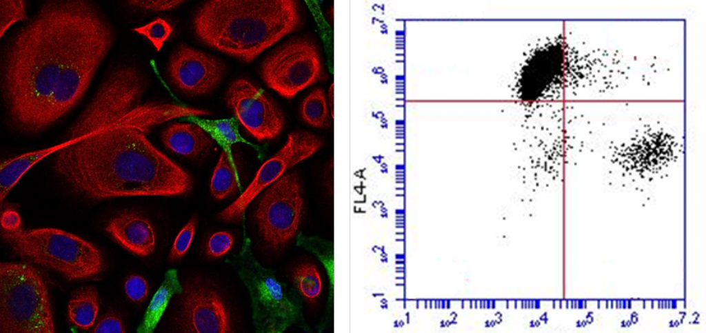 Melanin transfer skin pigmentation study