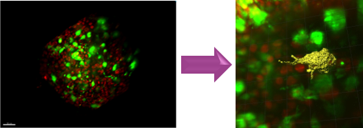 Melanocyte dendricity visualization