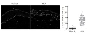 ɣ-H2AX labelling skin explant exposed to UVA