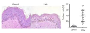 Histological staining of UVA exposed human skin model and sunburn cells