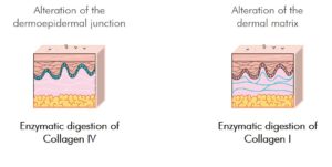 Target skin ageing models